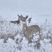 February Whitetails In The Snow by bjywamer