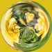 Yellow Rose swirl 