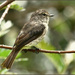 A plain little bird