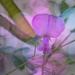 Rainbow Violet-2 by annied