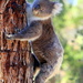 A tree hugger by gilbertwood