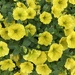 Rainbow Yellow 
