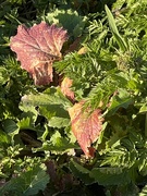 19th Mar 2025 - IMG_6004