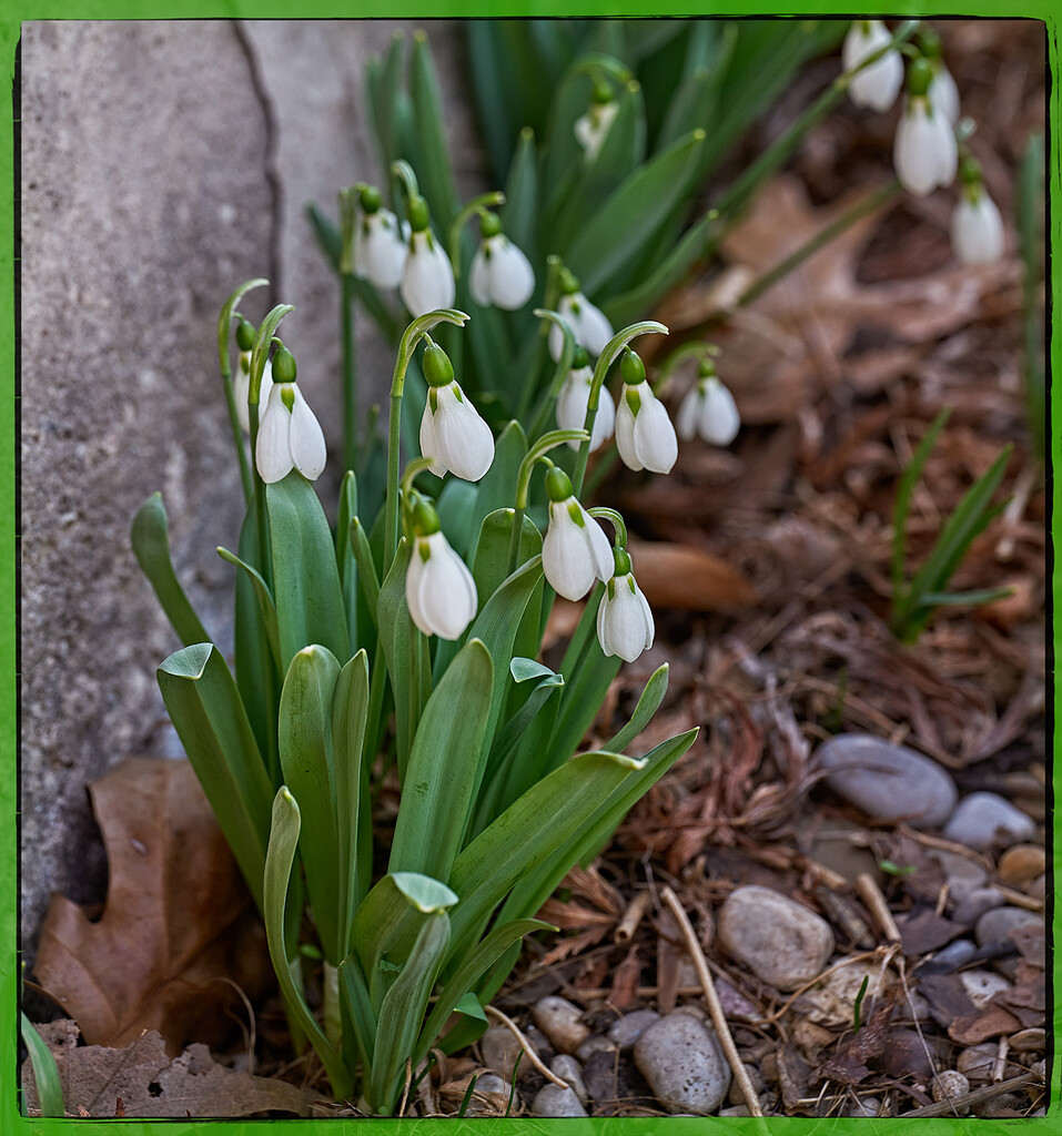 First Flowers by gardencat