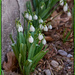 First Flowers