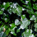 Rainbow month green 3