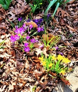 19th Mar 2025 - Spring Crocuses