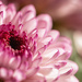 grocery store flowers