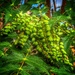 Mahonia Seed