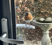 19th Mar 2025 - Excuse me I think you forgot my sunflower hearts