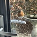 Excuse me I think you forgot my sunflower hearts