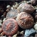 Micro/macro wander #2