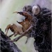 Micro/macro wander #3