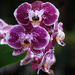 Moth Orchids