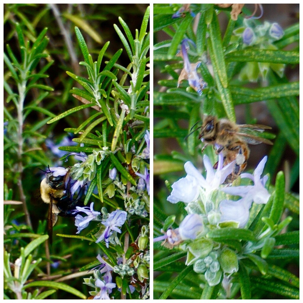The Bees are Back! by allie912