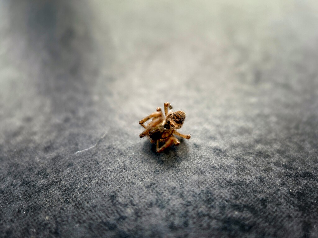Dead tiny spider  by gaillambert
