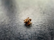19th Mar 2025 - Dead tiny spider 
