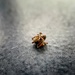 Dead tiny spider 