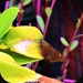 Such A Pretty Butterfly ~ by happysnaps