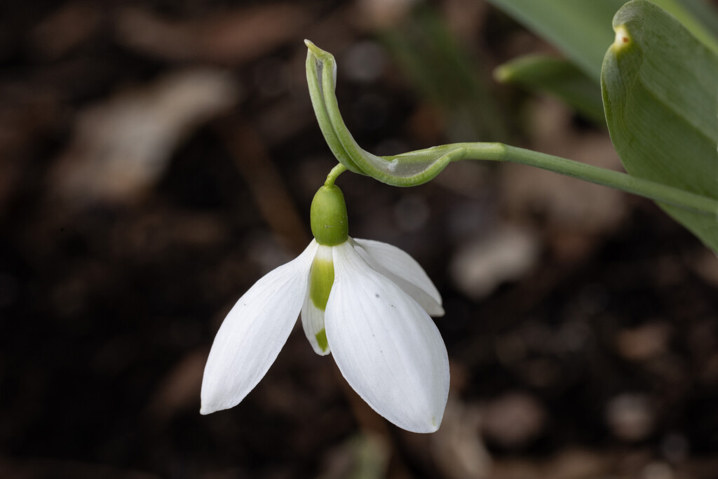 Snow Drop by pdulis