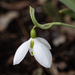 Snow Drop