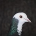 Pigeon 19/31