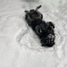 Buddy enjoying a roll in the Snow
