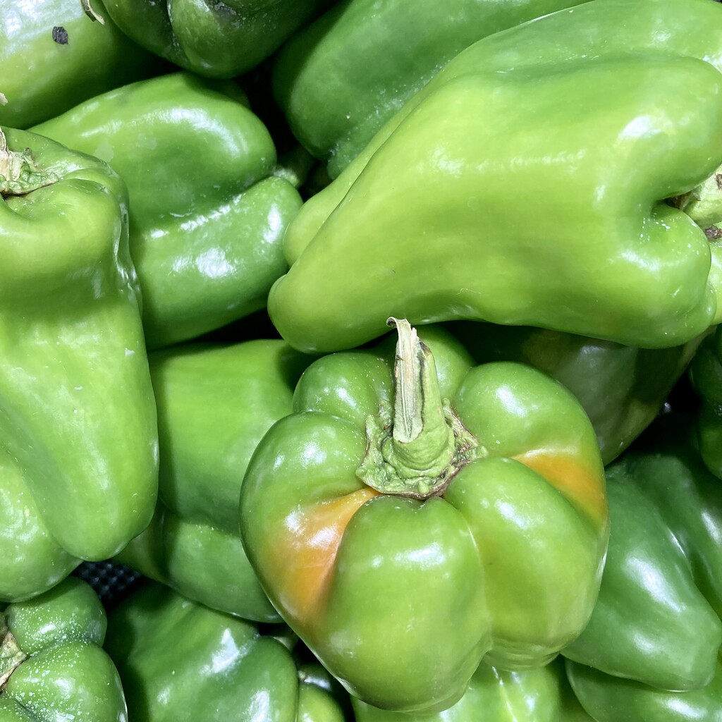Capsicum by narayani