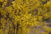 16th Mar 2025 - Forsythias in bloom!