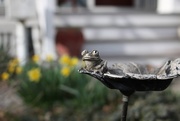 19th Mar 2025 - Mr. Frog keeping an eye on our garden