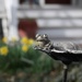 Mr. Frog keeping an eye on our garden