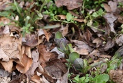18th Mar 2025 - Virginia Bluebells emerging!