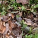 Virginia Bluebells emerging!