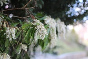 17th Mar 2025 - Pieris flowers
