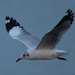Naklua Gull