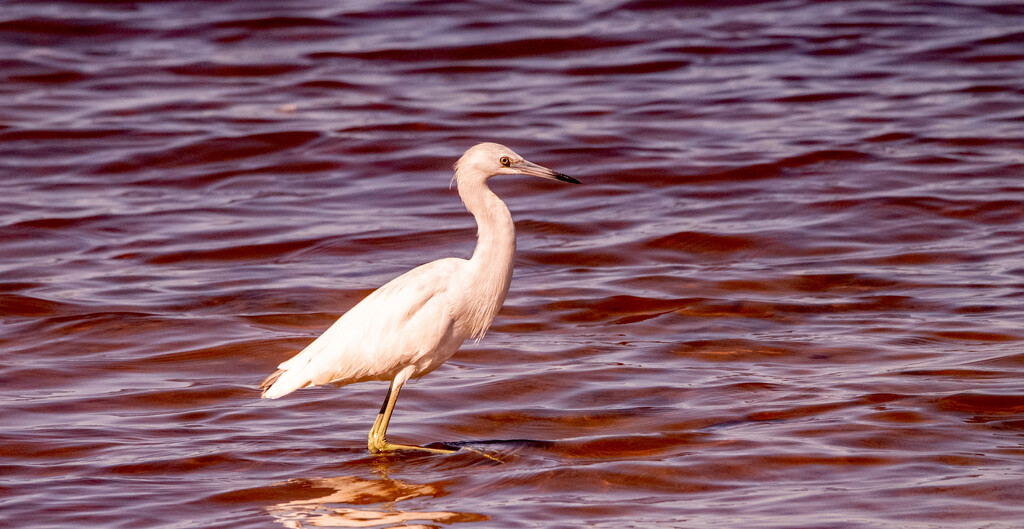 Juvenile Little Blue Heron! by rickster549