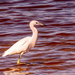 Juvenile Little Blue Heron!