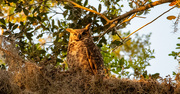 19th Mar 2025 - Great Horned Owl Enjouing Sunset!