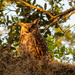 Great Horned Owl Enjouing Sunset!