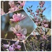 My Jane Magnolia