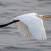 Naklua Egret