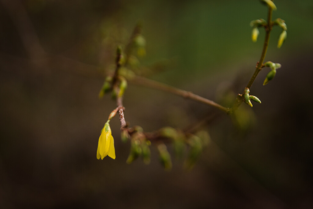 Blooming by tina_mac