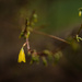 Blooming
