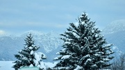 19th Feb 2025 - Evergreens In The Snow 