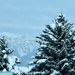 Evergreens In The Snow  by bjywamer