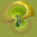 Anthurium swirl