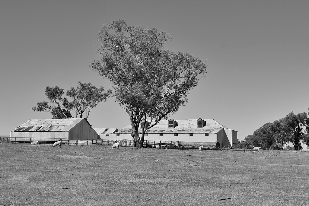 The shearing shed by leggzy