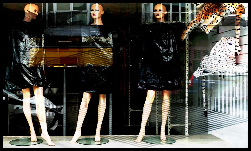 Bin bags and leopards by steveandkerry