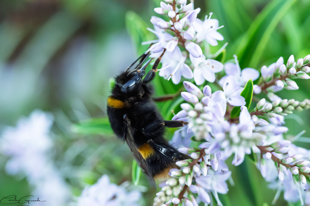 Bumble bee by yorkshirekiwi