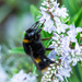 Bumble bee